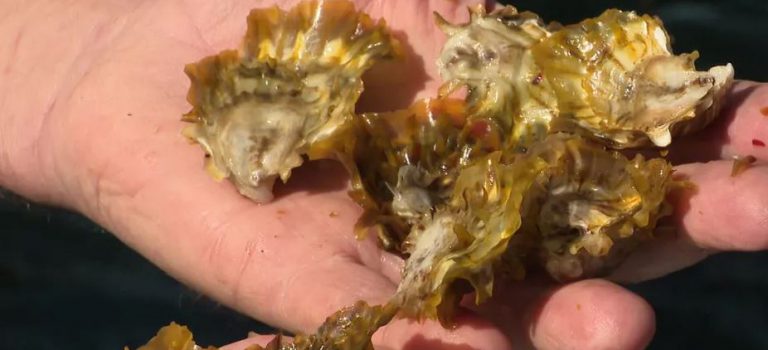 C.L. Ky donne des couleurs aux huîtres de Thau ! (01/06)