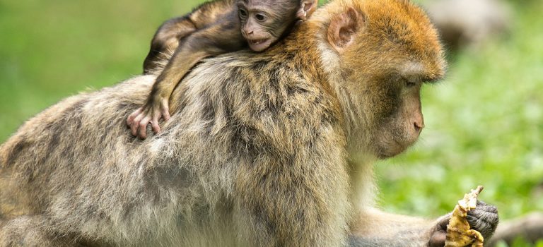 Article dans l’Indépendant (06/11/21) suite au Nature Communications Image macaques