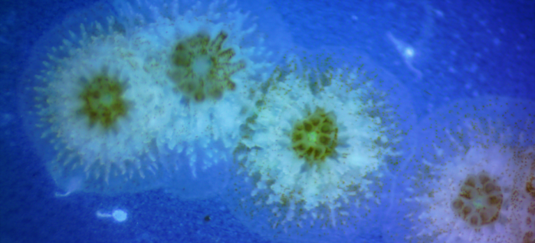 Article dans BMC Biology Article dans BMC Biology