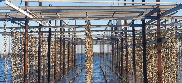 Brêve CNRS « Quand les bactéries coopèrent avec un virus pour tuer les huîtres » (17/10/2023)