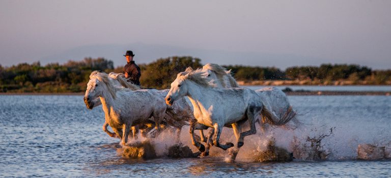 Labellisation de la Zone Atelier Santé-Environnement Camargue du CNRS Labellisation de la Zone Atelier Santé-Environnement Camargue du CNRS