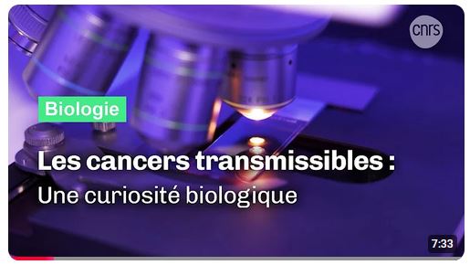 Vidéo sur les Cancers Transmissibles sur le site du CNRS (30/01/25) Vidéo sur les Cancers Transmissibles sur le site du CNRS (30/01/25)