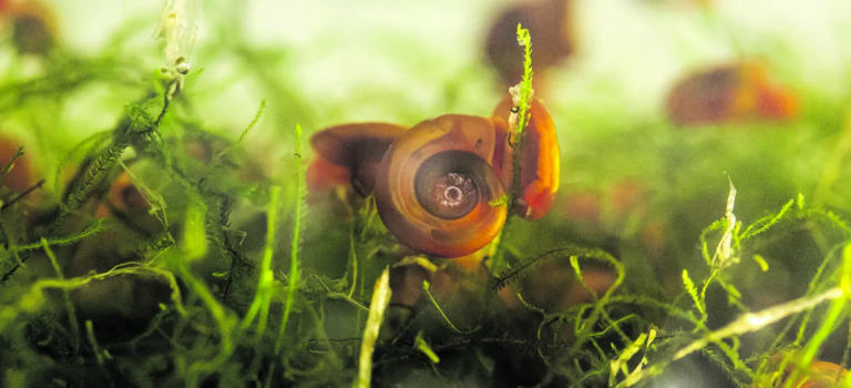 Article « One Health » dans la Semaine du Roussillon (01/02/2025)