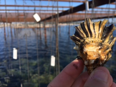 Interview de C. Montagnani sur le projet PRIMOYSTER (16/09/2024)