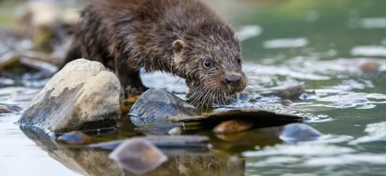 Article « La loutre face à la sécheresse : (…) » dans la Semaine du Roussillon (04/04/2025)